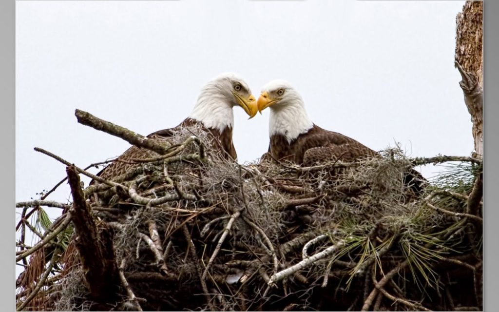 eagles-in-nest-great-outdoors