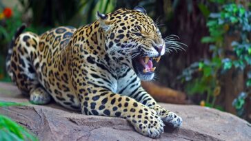 Engangered Amur leopard growls