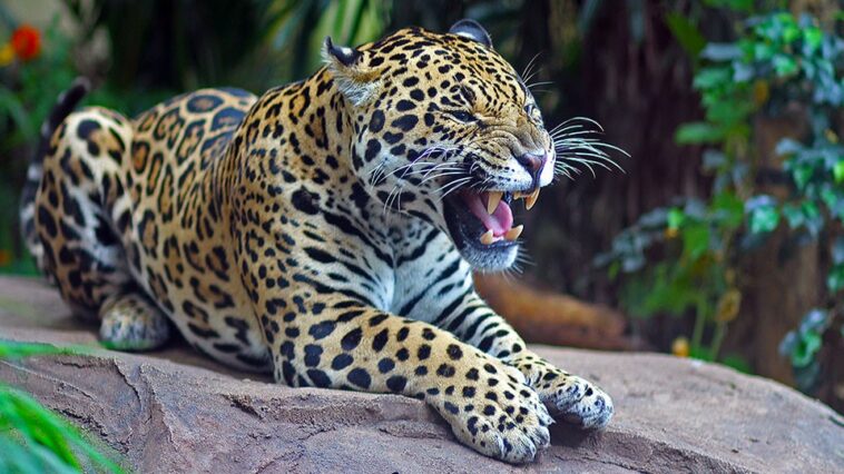 Engangered Amur leopard growls