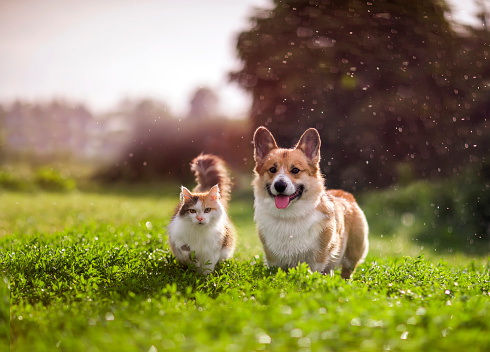 cat and dog under a summer meadow. Include them in your pet trust