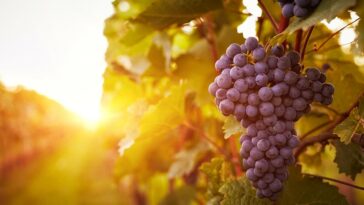 Nature and grapes in a winery in front of the sun