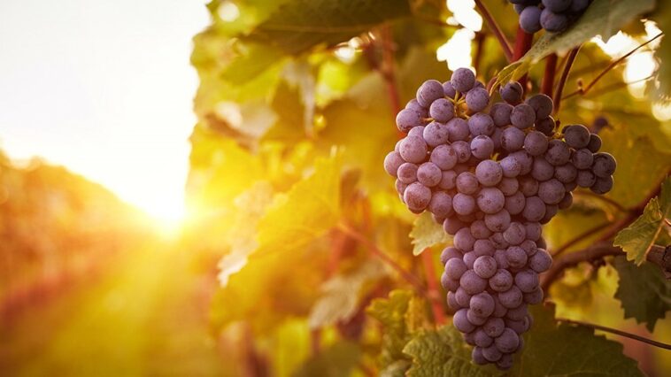 Nature and grapes in a winery in front of the sun