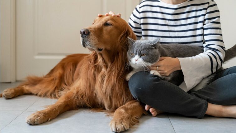 A dog and a cat being held by their owner