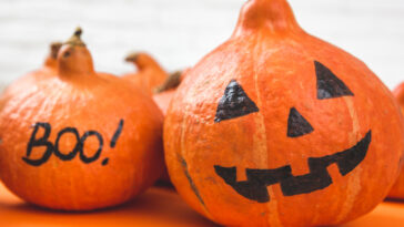 Close up portrait of small pumpkins