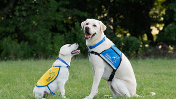 photo of a puppy and grad dog at Canine Companions