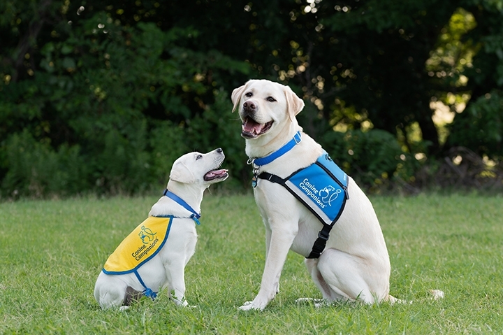 photo of a puppy and grad dog at Canine Companions