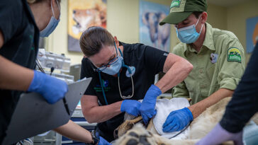 Photo of veterinarian Dr. Natalie Mylniczenko doing a wellness check on lioness Kinsey at Animal Kingdom at Disney.