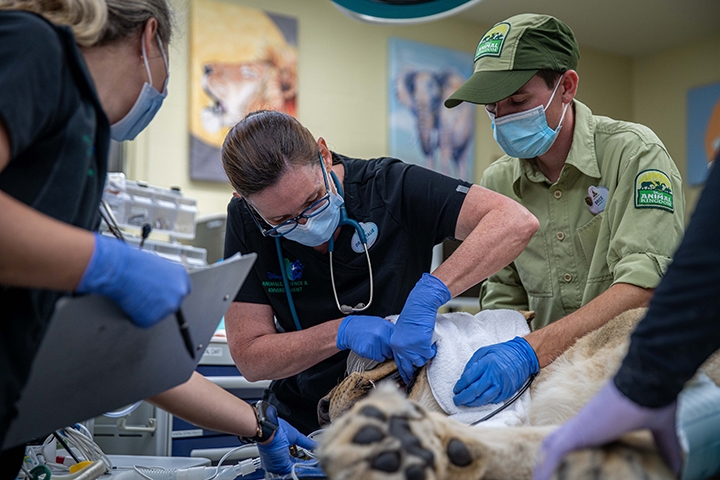 Photo of veterinarian Dr. Natalie Mylniczenko doing a wellness check on lioness Kinsey at Animal Kingdom at Disney.