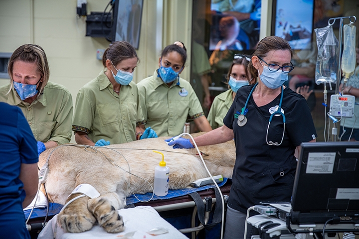  New, never before seen photos of veterinarian Dr. Natalie Mylniczenko doing a wellness check on lioness Kinsey at Animal Kingdom. Disney Animal Kingdom is celebrating its 25th anniversary.