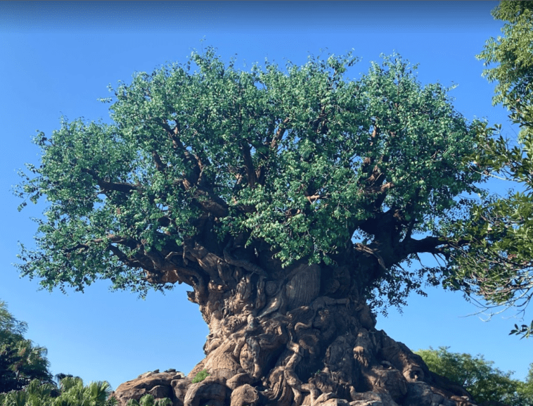 giant tree tree of life animal kingdom