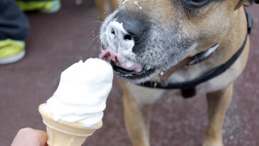 Dog licking icecream on a warm spring day.