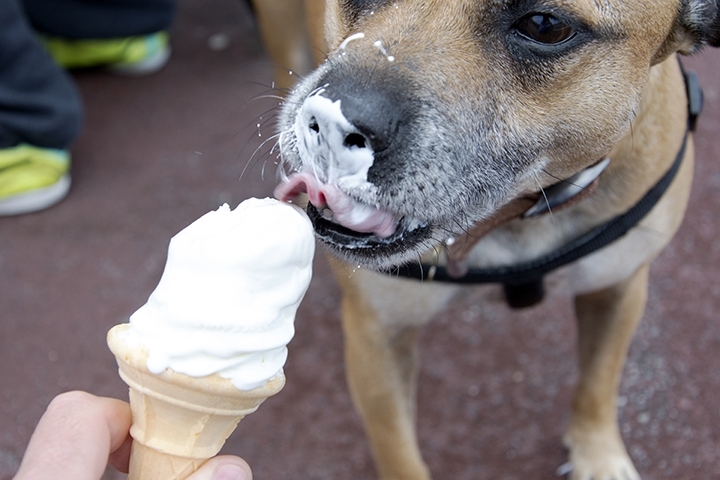 Dog licking icecream on a warm spring day.