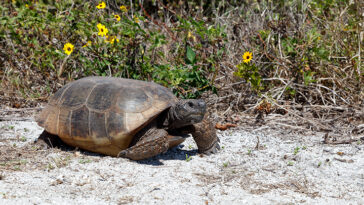 Why are gopher tortoises threatened and what can you do to protect them?