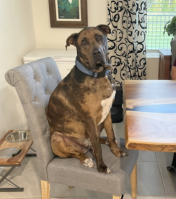 Dozer sitting in a chair at a table.