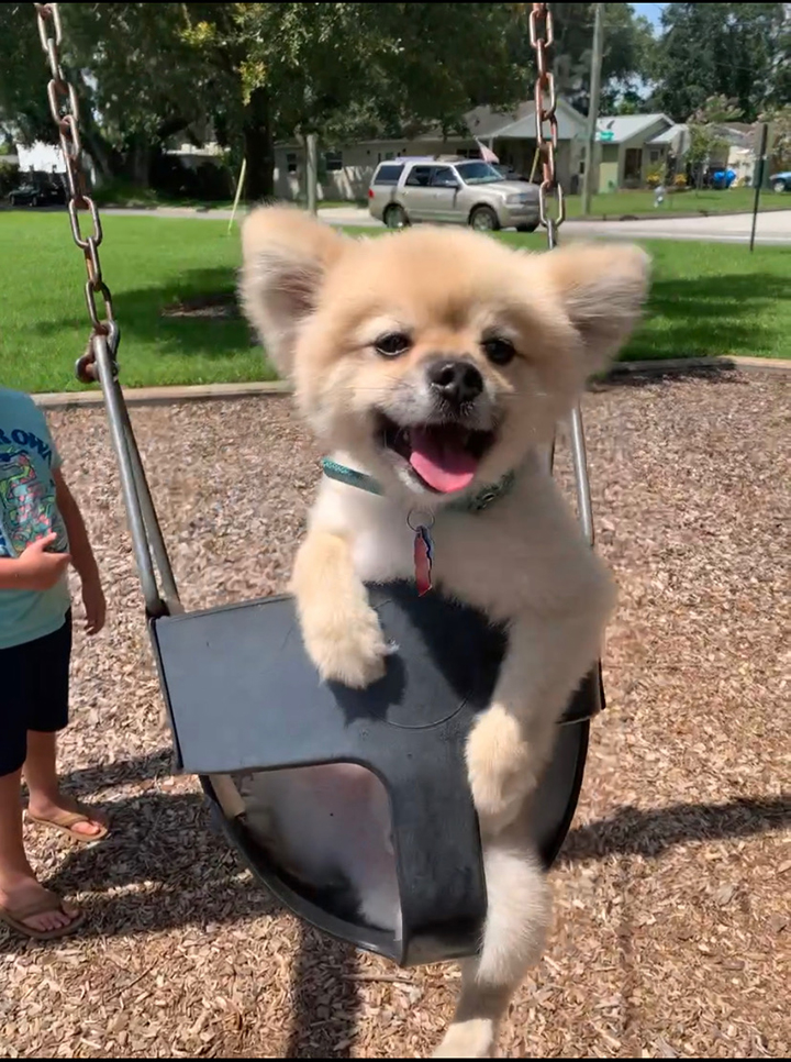 Smiling dog Pete in a baby swing.