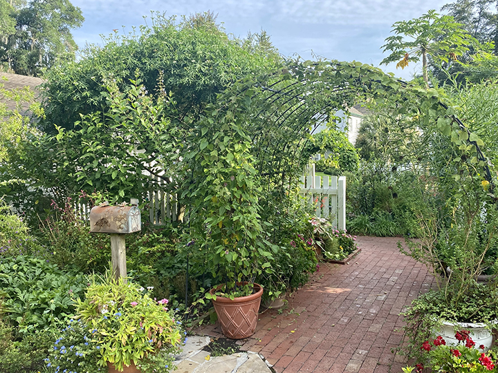 Green garden with a metal arch covered in vines and a rusted mailbox to the left.