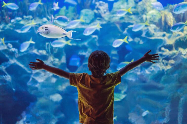 kid near aquarium