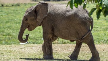 baby elephant