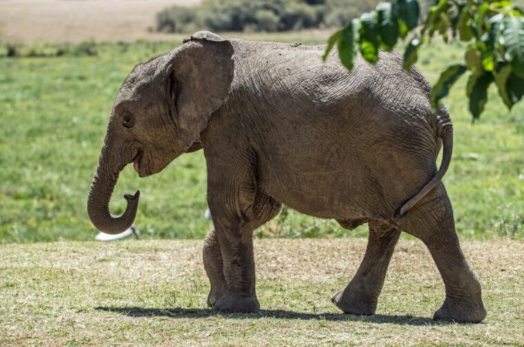 baby elephant